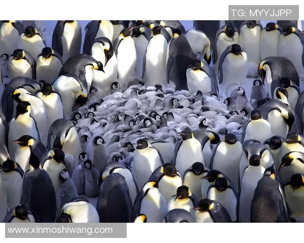 企鹅与参议员第七场对决揭示权力游戏中的幽默与智慧